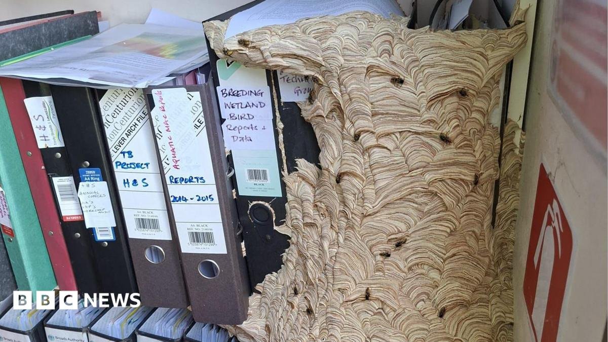 Huge wasp nest takes over Norfolk Wildlife Trust workers office