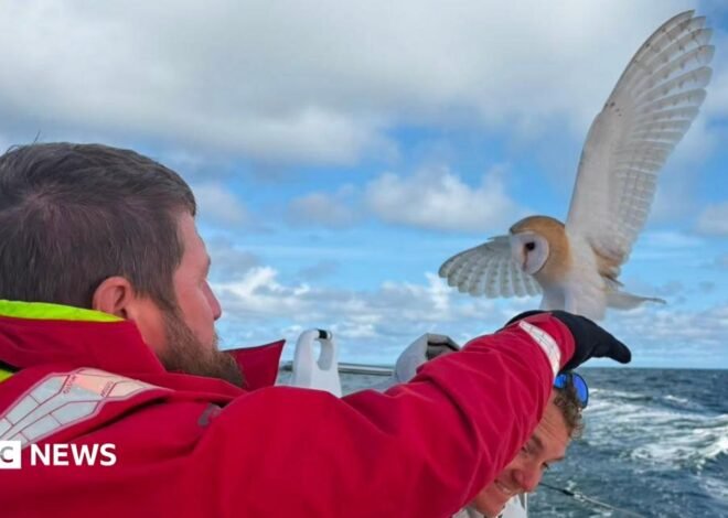 Barn Owl rescued off the Norfolk coast after collapsing onto boat