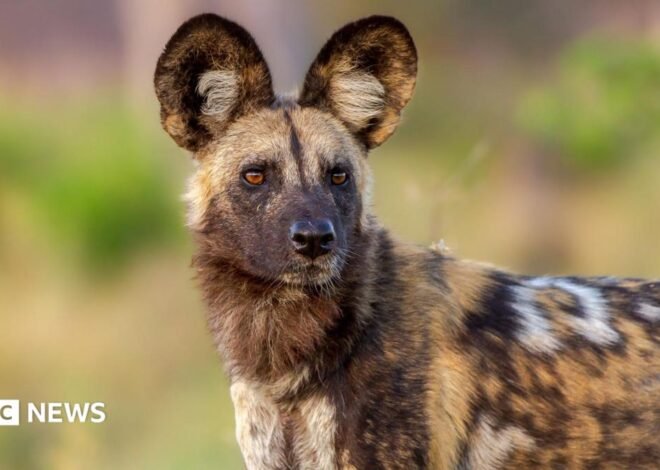 Wild dogs defy the odds with record 2,500-mile trek across Africa