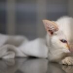 Cat ownership and food sales rise while dog demand falls