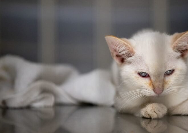 Cat ownership and food sales rise while dog demand falls