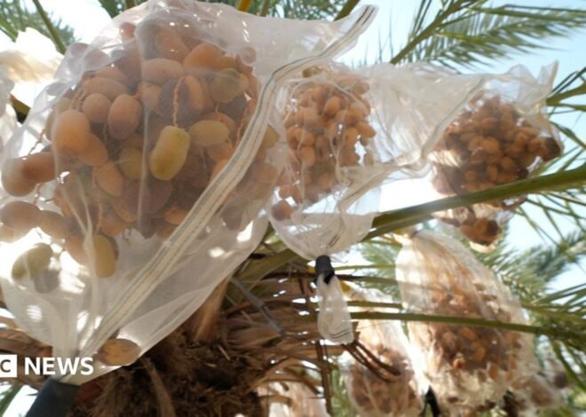 In West Bank, date farmers weigh impact of UK sanctions on Israeli settlers