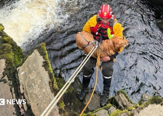 Dog rescued from cliff at Pecca Falls in Ingleton