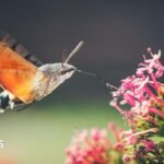 Hummingbird hawk moths and ivy bees: The insects growing in number as temperatures rise