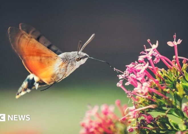 Hummingbird hawk moths and ivy bees: The insects growing in number as temperatures rise