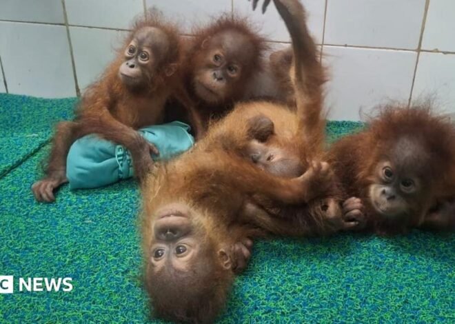 Odisha: Five baby orangutans found in India forest spark trafficking investigation