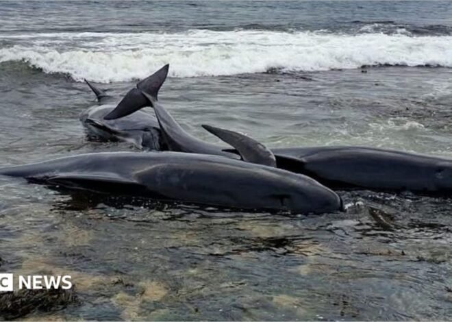 Two whales dead in Northumberland after mass stranding