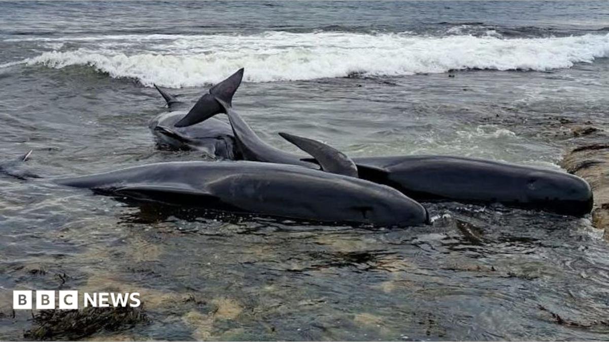 Two whales dead in Northumberland after mass stranding