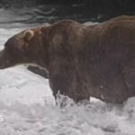 ‘Backpack’ declared Alaska’s Fat Bear Week winner