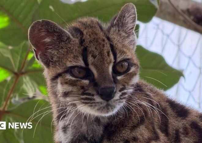 Spotted wildcat from Bolivian forest revealed as new species