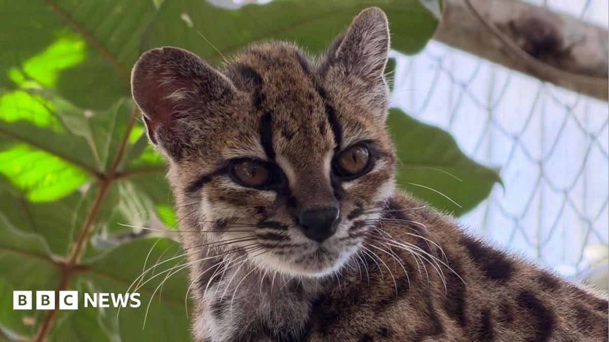 Spotted wildcat from Bolivian forest revealed as new species