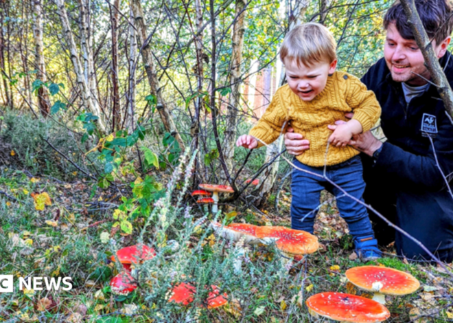 Why families are being urged to look closer on autumn walks
