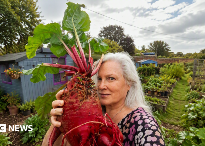 Meet the mangelwurzel: The forgotten root vegetable making a comeback
