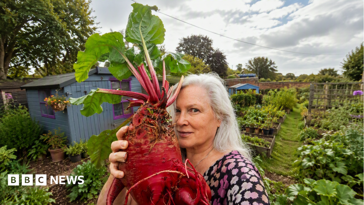 Meet the mangelwurzel: The forgotten root vegetable making a comeback