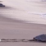 Mass nesting brings swarms of turtles to Mexican beach