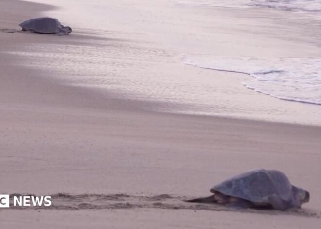 Mass nesting brings swarms of turtles to Mexican beach