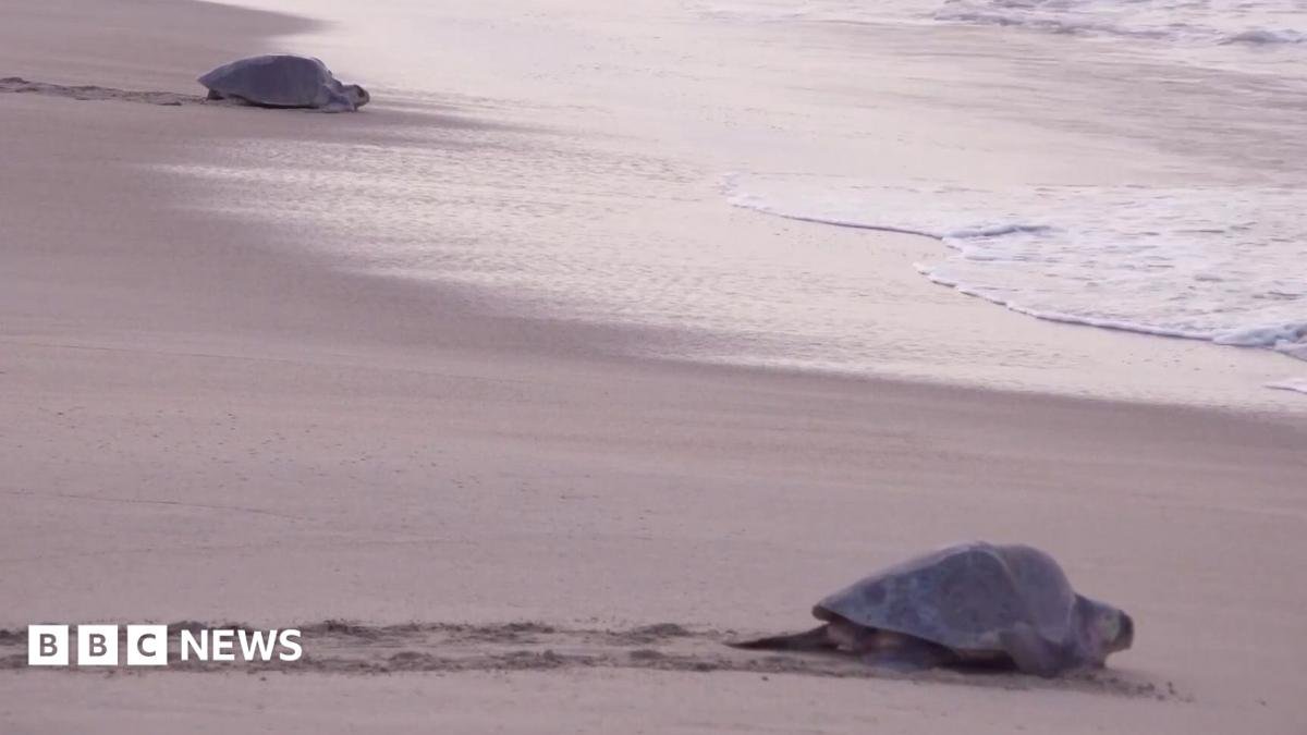 Mass nesting brings swarms of turtles to Mexican beach