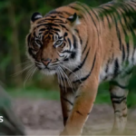 Chester Zoo mistakenly advertises ‘child predator tour’ tickets