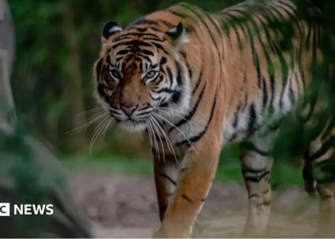Chester Zoo mistakenly advertises ‘child predator tour’ tickets