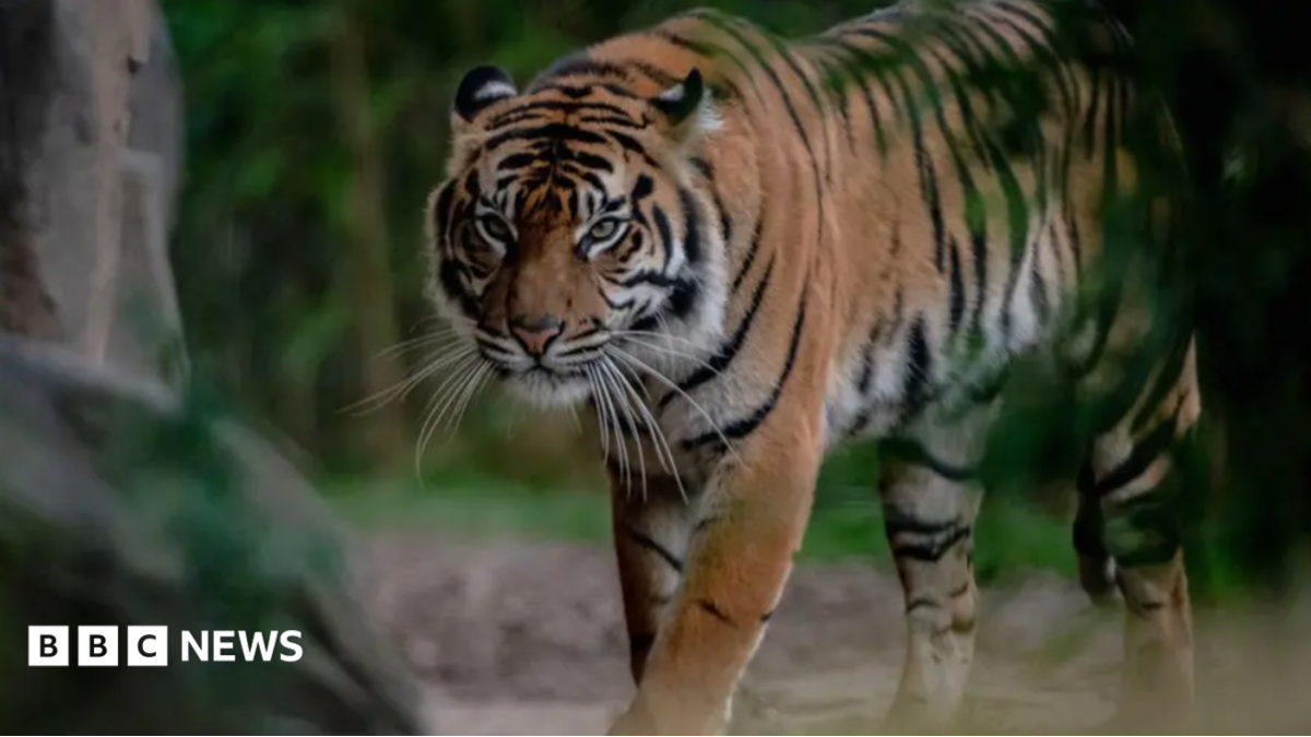 Chester Zoo mistakenly advertises ‘child predator tour’ tickets