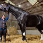 World’s tallest living horse based in Towcester ‘still growing’