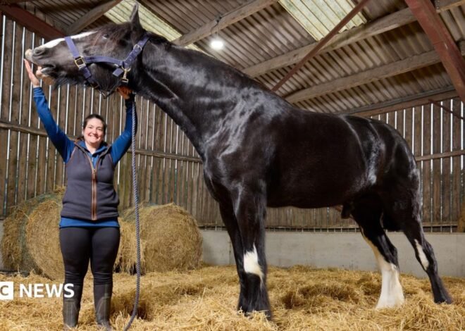 World’s tallest living horse based in Towcester ‘still growing’