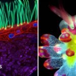 See tiny organisms on show in microscopic video competition