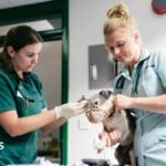 Vet prescription fees to be capped under rule changes