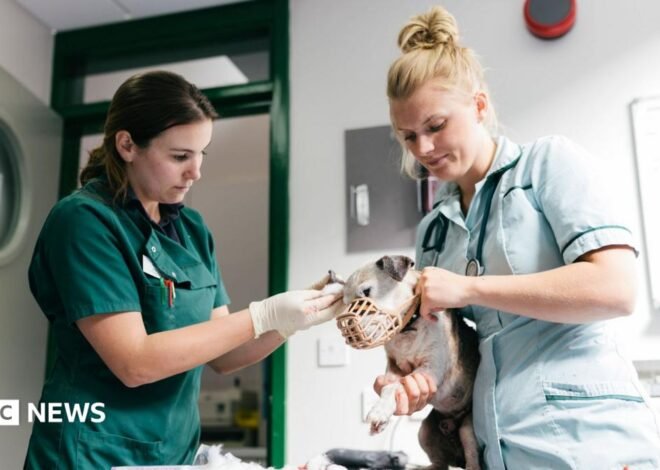 Vet prescription fees to be capped under rule changes