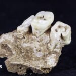 Drug use may have begun 25,000 years ago, new research finds