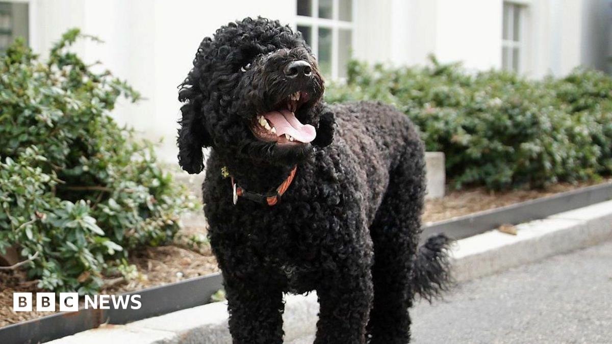 Obamas’ ‘fiery and gorgeous’ dog Sunny dies