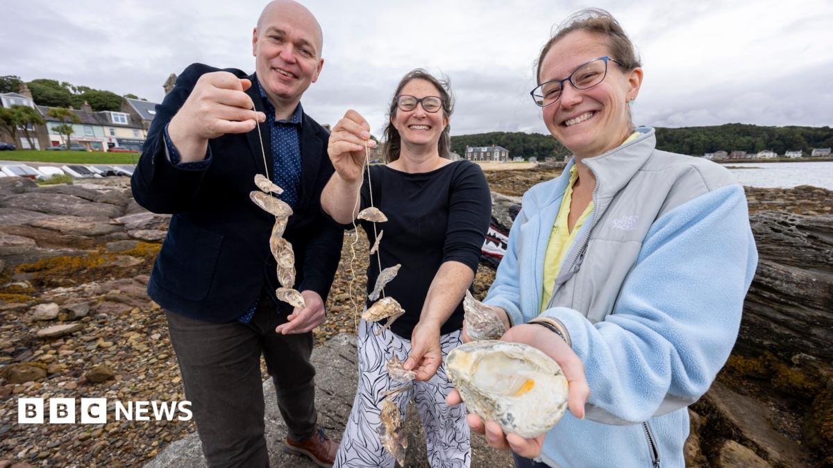 Lost oyster beds rediscovered thanks to Gaelic and Scots language