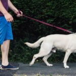 Ministers reject dog ownership licence scheme