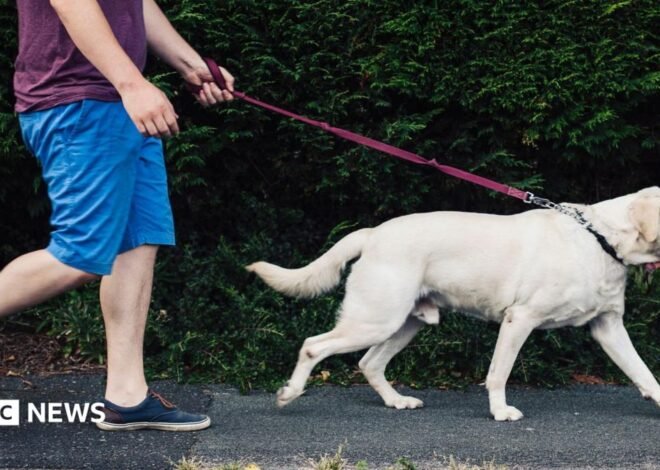 Ministers reject dog ownership licence scheme