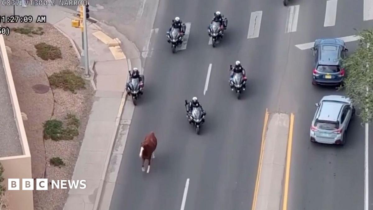 Runaway horse captured by police on motorbikes in New Mexico