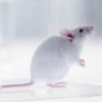 Part-human part-mouse brain developed in science breakthrough