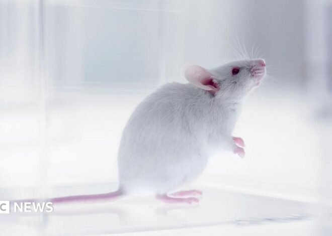Part-human part-mouse brain developed in science breakthrough