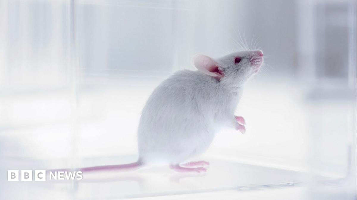 Part-human part-mouse brain developed in science breakthrough
