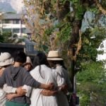 When a beloved tree began withering away, locals suspected a killer in their midst